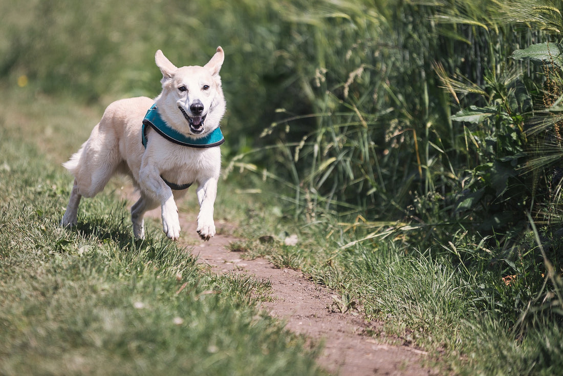 Buddy Dog Humane Society ($791 Donated): Sept - Nov 2017