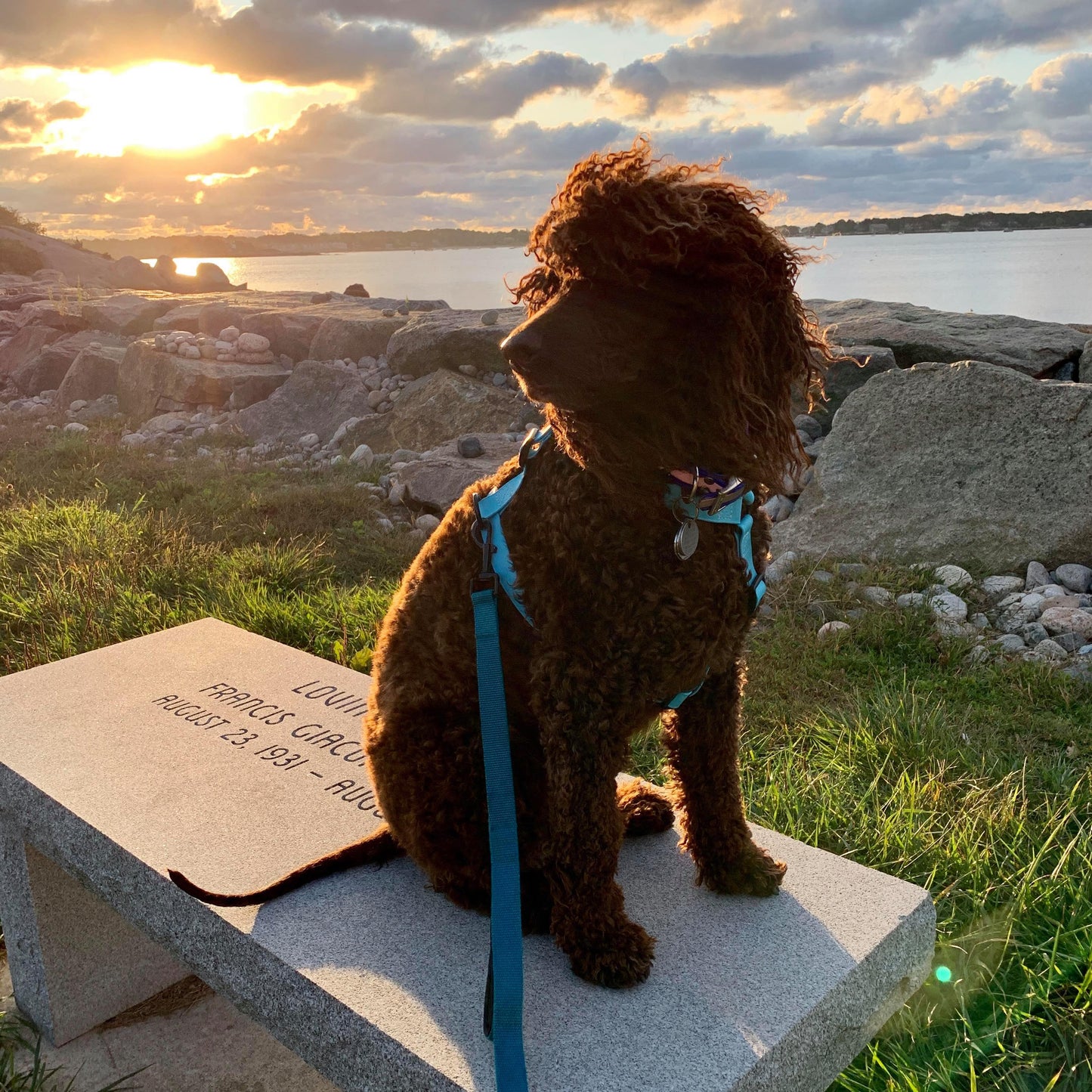 ENDEAVOR Dog Harness