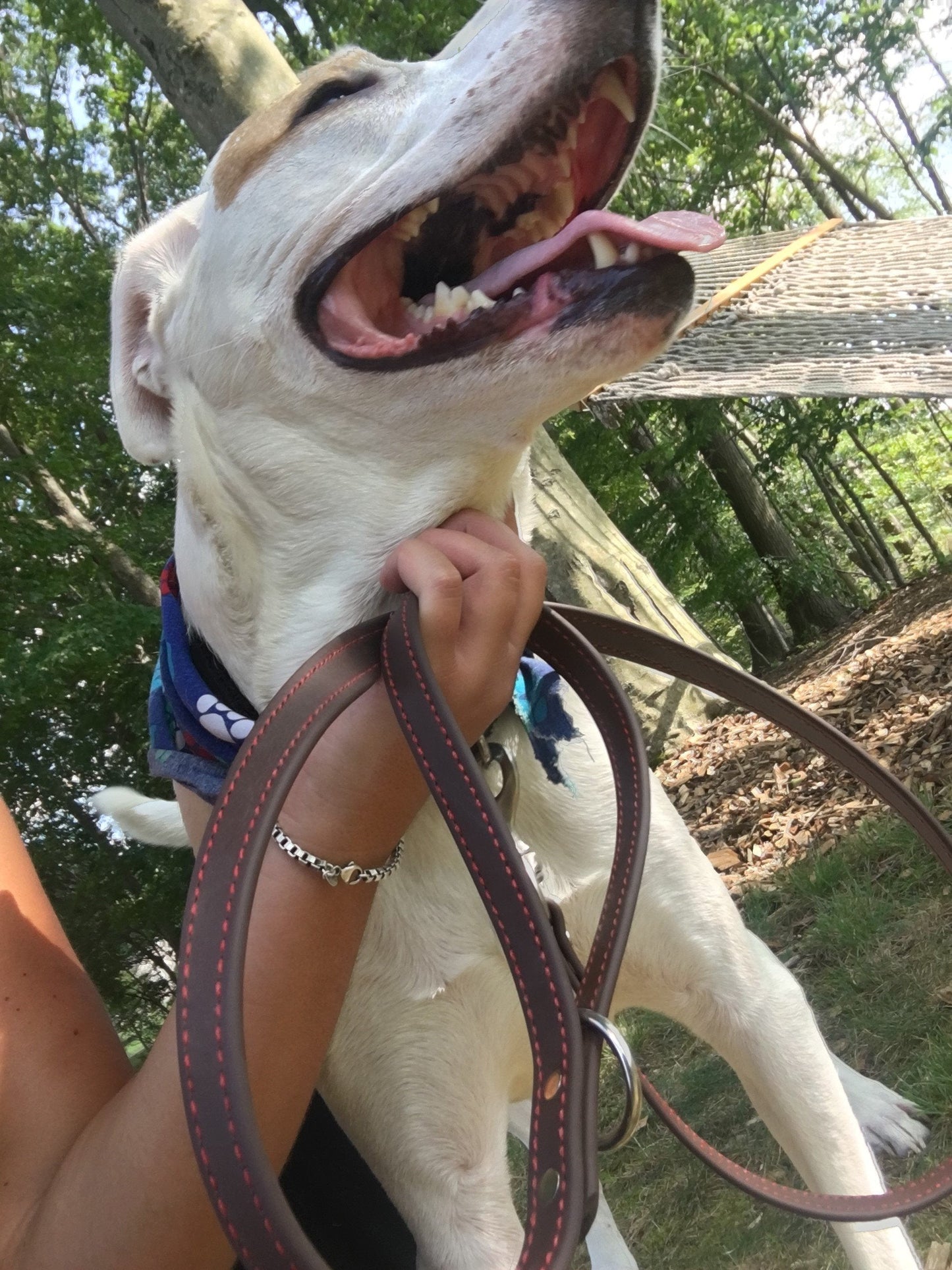 Original Adventure Leash (Clearance)