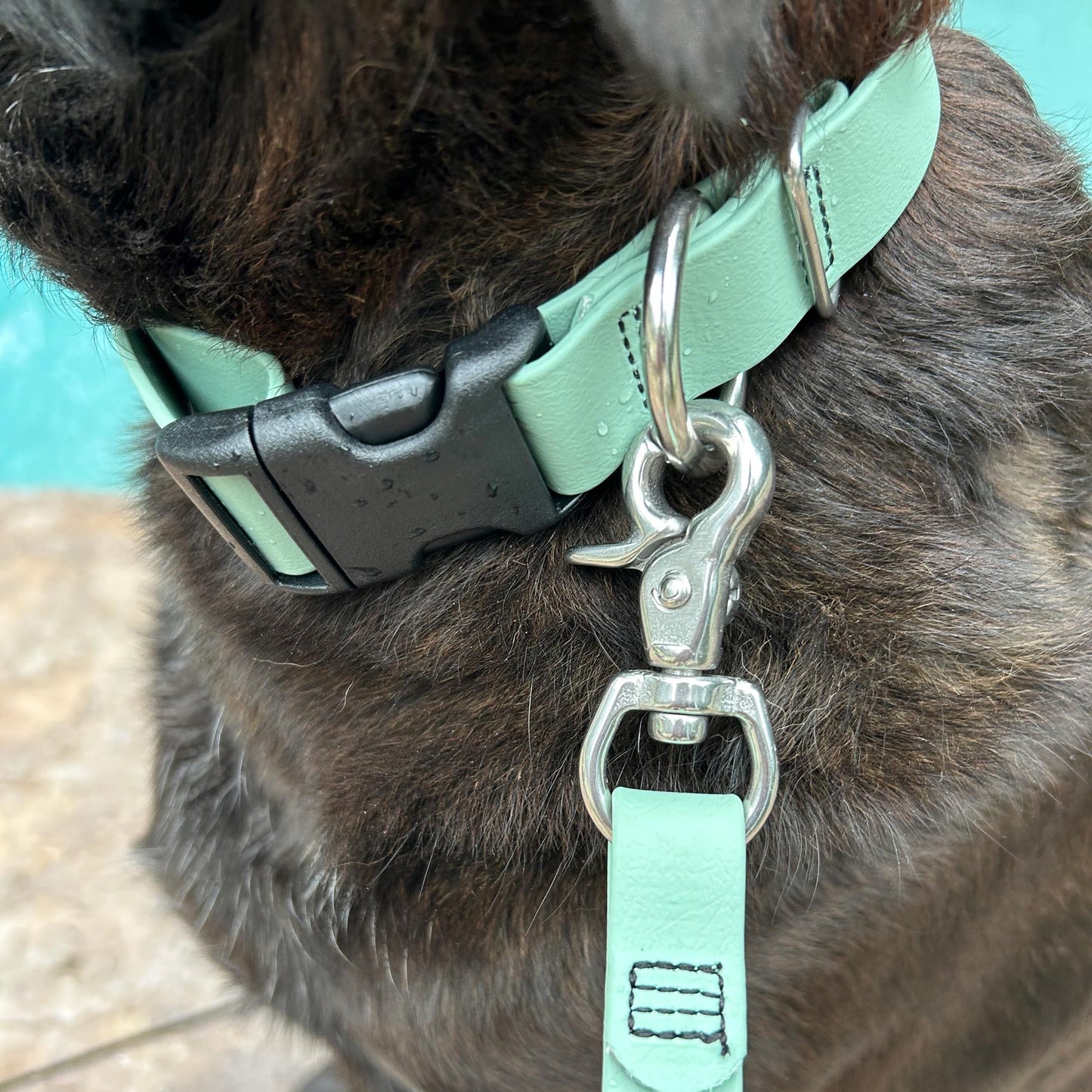 ENDEAVOR X2.8 Collar (Clearance)