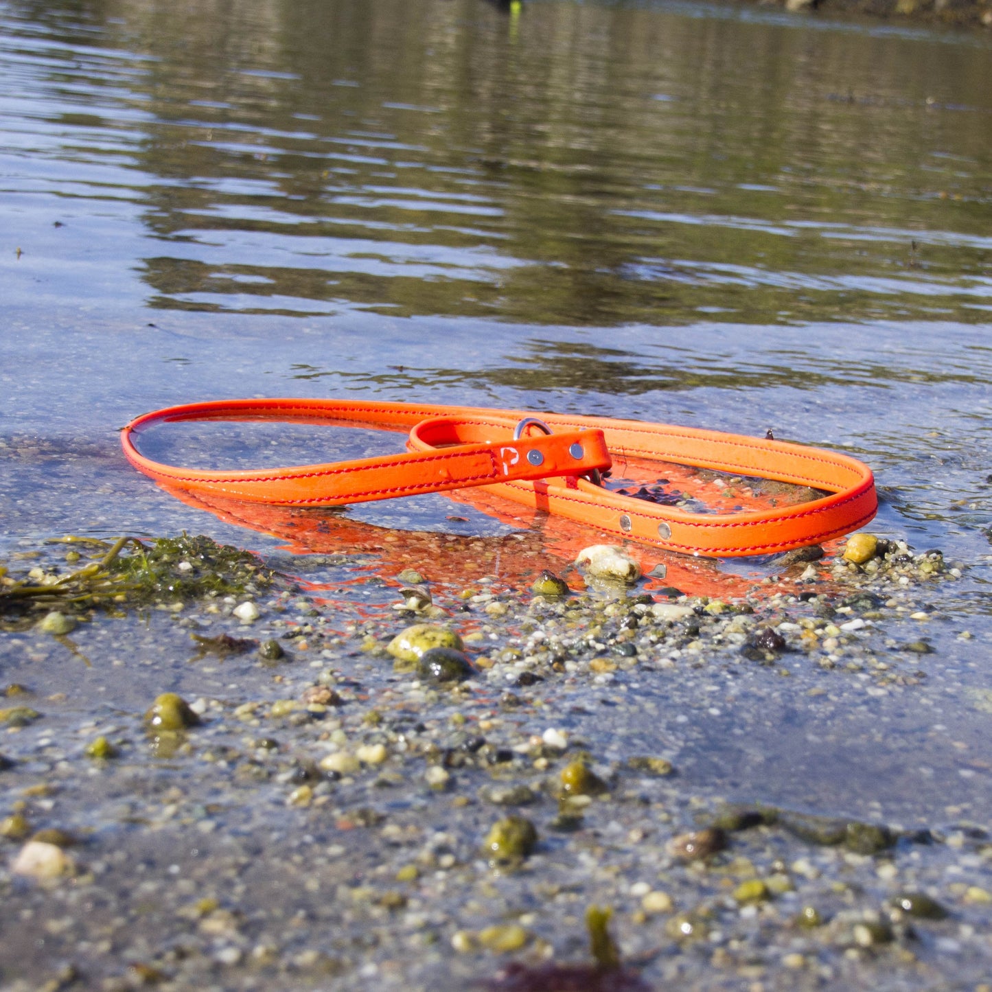 Original Adventure Leash (Clearance)