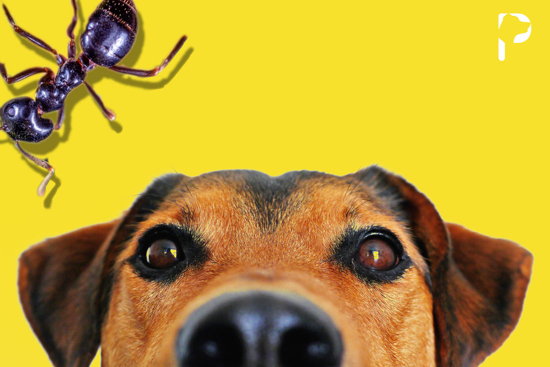 Say it ANT so! - A Dog Friendly Guide To Ridding Your House of ANTs